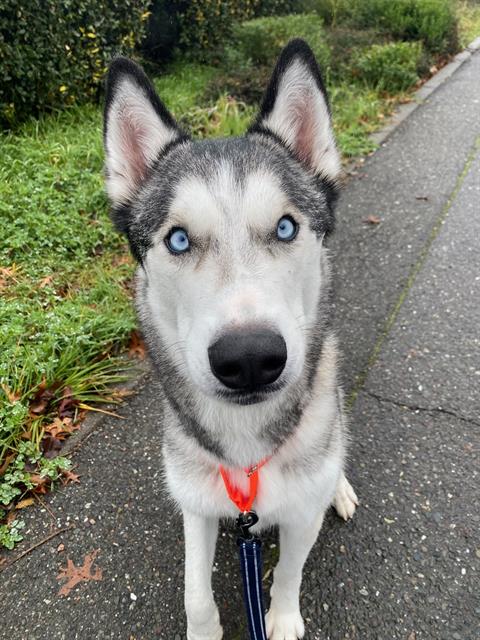 adoptable Dog in Santa Rosa, CA named LUCIEN