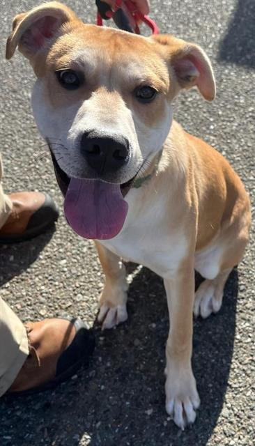 adoptable Dog in Santa Rosa, CA named *MONICA