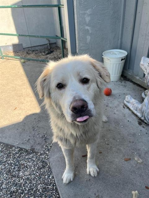 adoptable Dog in Santa Rosa, CA named *NOODLE