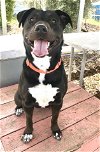 adoptable Dog in santa rosa, CA named *BONNIE
