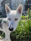 adoptable Dog in santa rosa, CA named *AUDREY