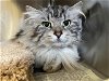 adoptable Cat in santa rosa, CA named *BABOU