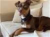 adoptable Dog in santa rosa, CA named *LANA