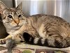 adoptable Cat in santa rosa, CA named *MAVIS