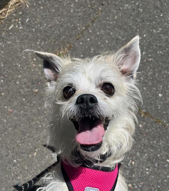 adoptable Dog in Santa Rosa, CA named *PENNY