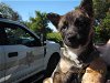 adoptable Dog in santa rosa, CA named *MARIA