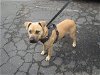 adoptable Dog in santa rosa, CA named *CHEESE IT