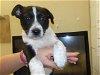 adoptable Dog in santa rosa, CA named *BANDIT