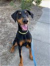 adoptable Dog in santa rosa, CA named *FARLEY