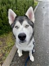 adoptable Dog in santa rosa, CA named *KOI