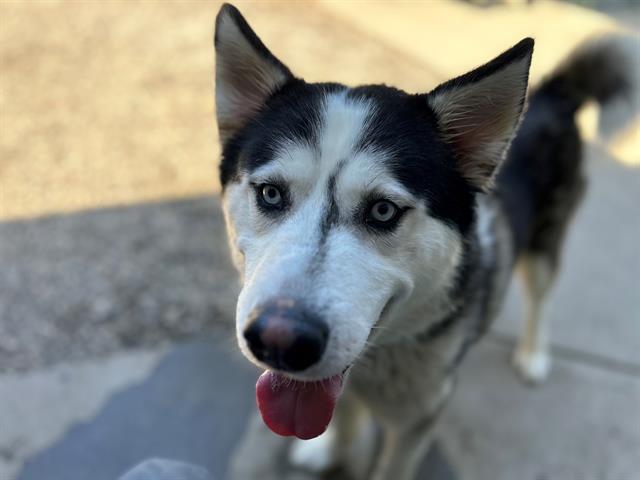 adoptable Dog in Santa Rosa, CA named *MARLON