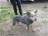 adoptable Dog in santa rosa, CA named *HUGO