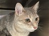 adoptable Cat in santa rosa, CA named *KIMMY