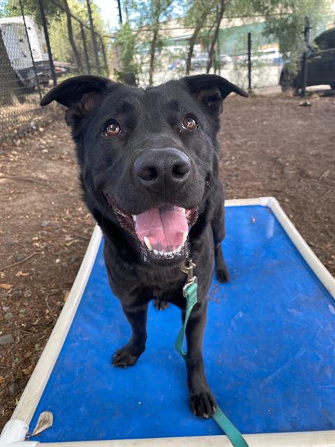 adoptable Dog in Santa Rosa, CA named LUNA