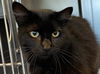 adoptable Cat in Santa Rosa, CA named *LITTLE BEAR