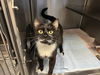 adoptable Cat in Santa Rosa, CA named *TUCKER