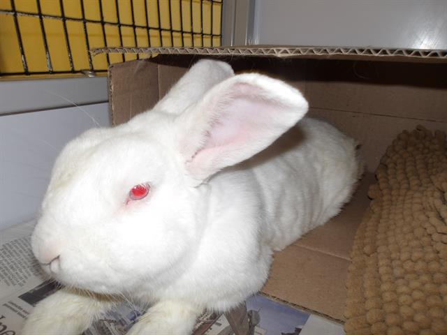 adoptable Rabbit in Santa Rosa, CA named *HUMPHERY