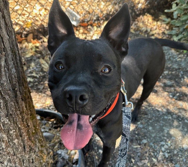 adoptable Dog in Santa Rosa, CA named *ALFIE