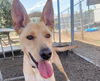 adoptable Dog in Santa Rosa, CA named TED