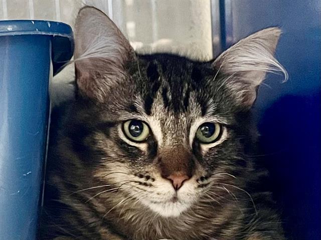 adoptable Cat in Santa Rosa, CA named *TYMEN