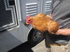 adoptable Chicken in Santa Rosa, CA named A428305