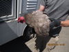 adoptable Chicken in Santa Rosa, CA named A428306