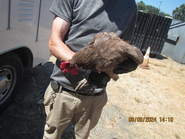 adoptable Chicken in Santa Rosa, CA named A428311