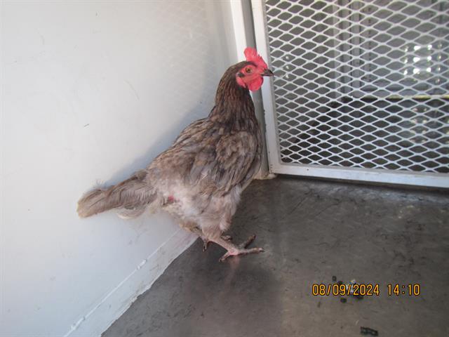 adoptable Chicken in Santa Rosa, CA named A428312