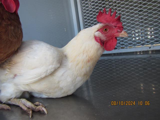 adoptable Chicken in Santa Rosa, CA named A428320