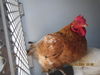 adoptable Chicken in Santa Rosa, CA named A428321