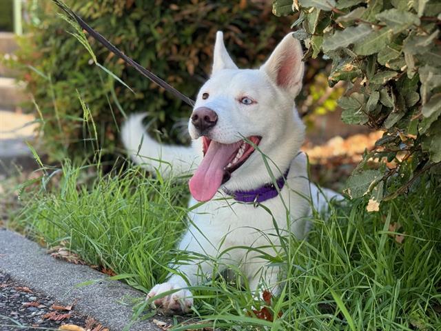 adoptable Dog in Santa Rosa, CA named *ORCHID