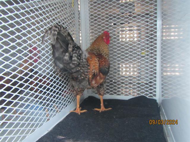 adoptable Chicken in Santa Rosa, CA named A428803