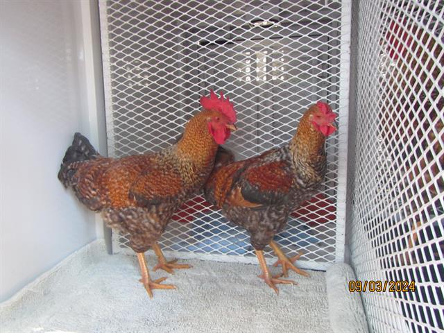 adoptable Chicken in Santa Rosa, CA named A428804