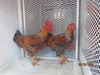 adoptable Chicken in  named A428804