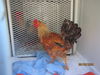 adoptable Chicken in , CA named A428807