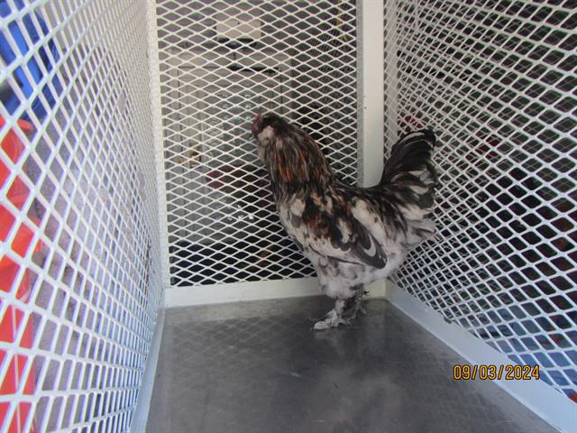 adoptable Chicken in Santa Rosa, CA named A428808