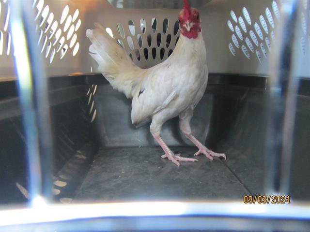 adoptable Chicken in Santa Rosa, CA named A428809