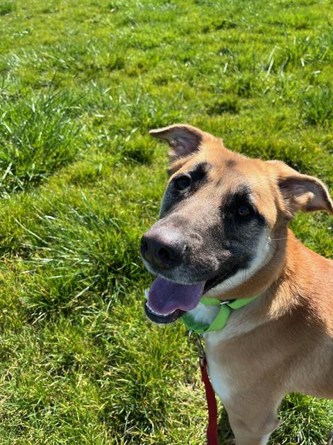 adoptable Dog in Santa Rosa, CA named NADDIE