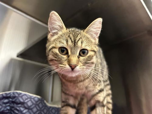 picture of the cat needing adoption