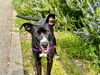 adoptable Dog in  named NIKO
