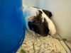 adoptable Guinea Pig in santa rosa, CA named *PARTRIDGE