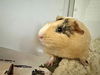 adoptable Guinea Pig in santa rosa, CA named *GOOSE