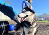 adoptable Dog in  named LOBO