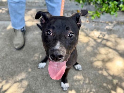 picture of the dog needing adoption