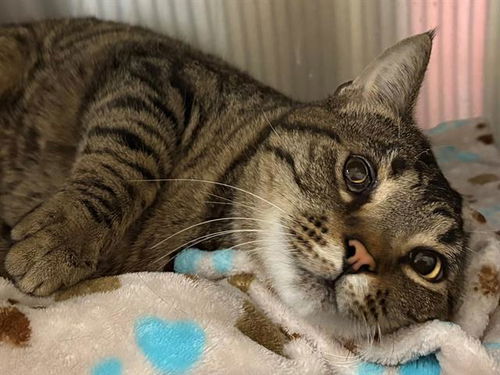 picture of the cat needing adoption