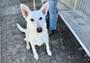 adoptable Dog in  named BOLT