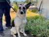 adoptable Dog in  named MOON