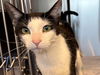 adoptable Cat in santa rosa, CA named *PENNY