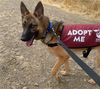 adoptable Dog in santa rosa, CA named *NADIA