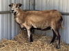 adoptable Sheep in  named *BOBBY